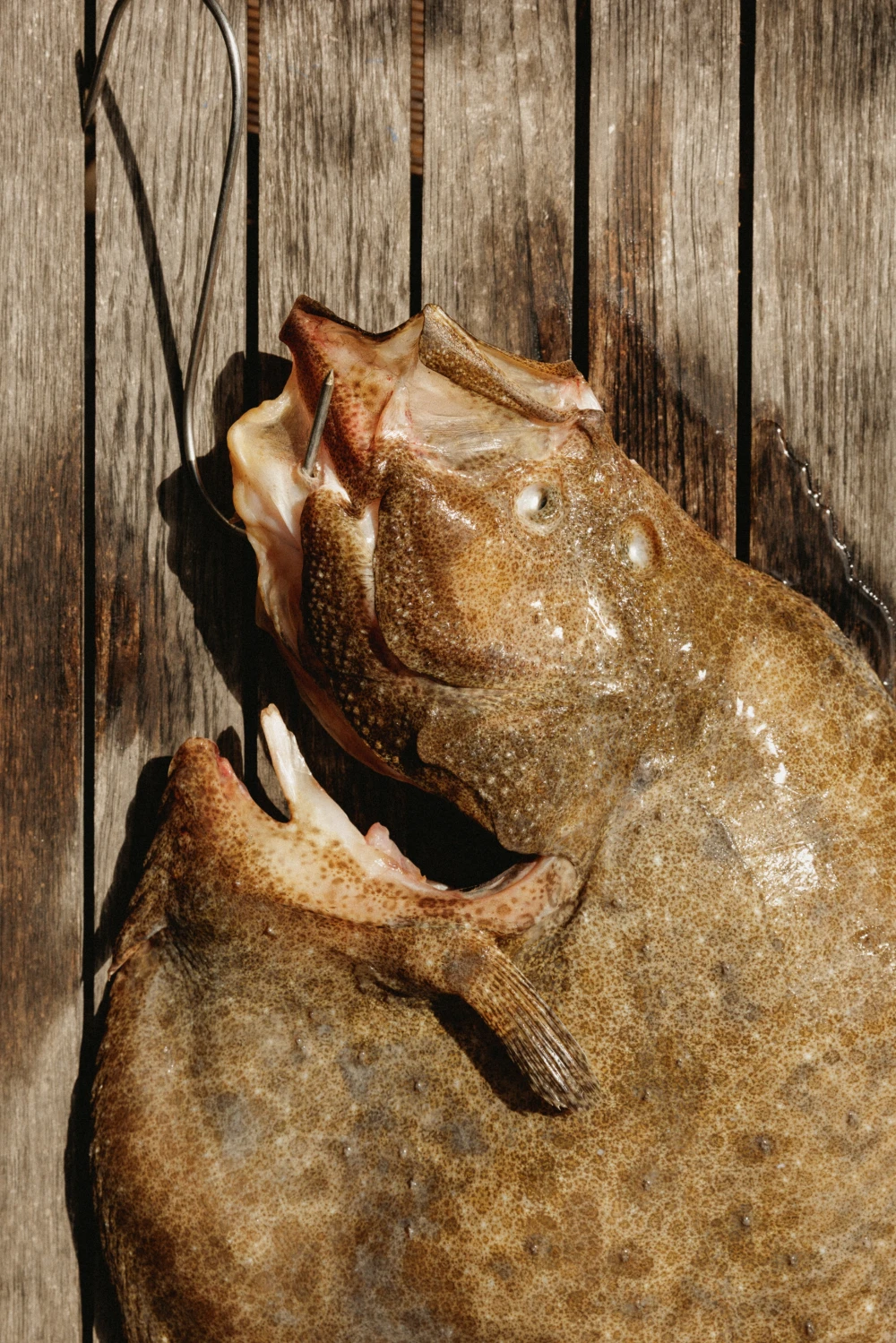 CanalhaGallery Image 11